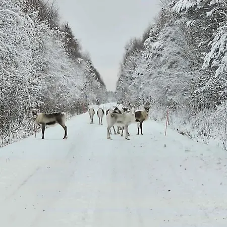 Finnland Tervola Polarlichter Santavillage Lapinniemi